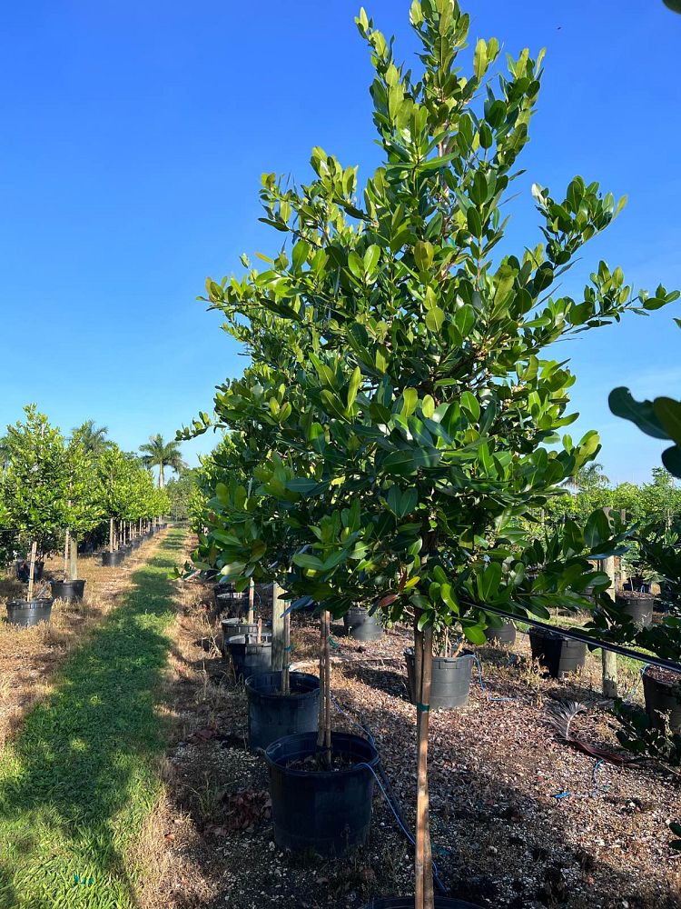calophyllum-brasiliense-calophyllum-antillanum-brazilian-beautyleaf