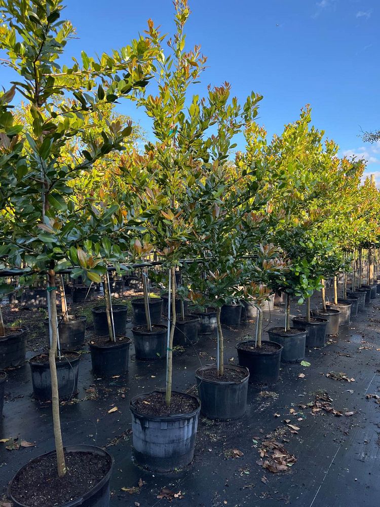 calophyllum-brasiliense-calophyllum-antillanum-brazilian-beautyleaf