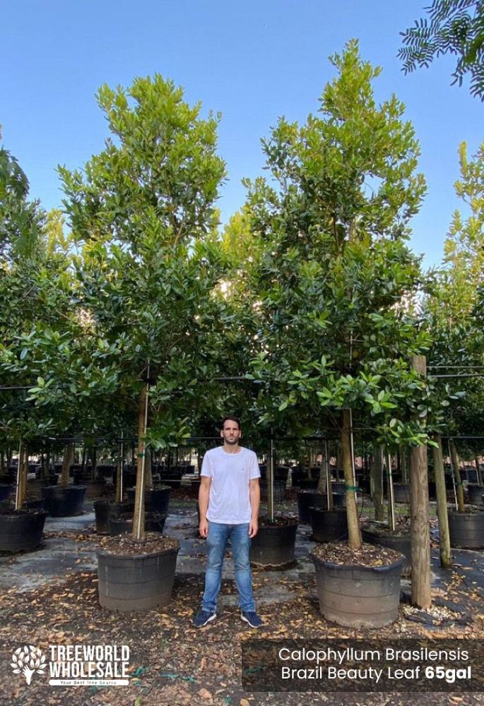 calophyllum-brasiliense-calophyllum-antillanum-brazilian-beautyleaf