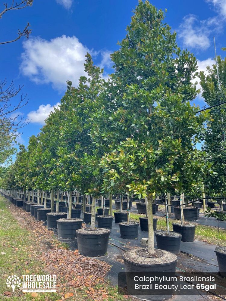 calophyllum-brasiliense-calophyllum-antillanum-brazilian-beautyleaf