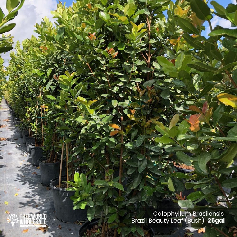 calophyllum-brasiliense-calophyllum-antillanum-brazilian-beautyleaf