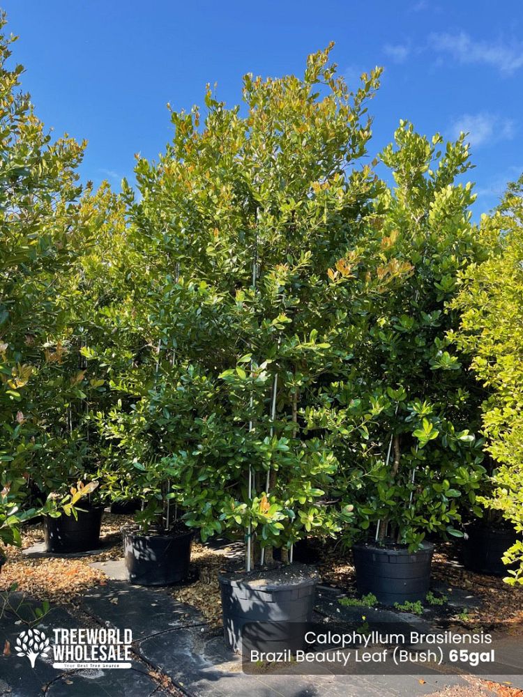 calophyllum-brasiliense-calophyllum-antillanum-brazilian-beautyleaf
