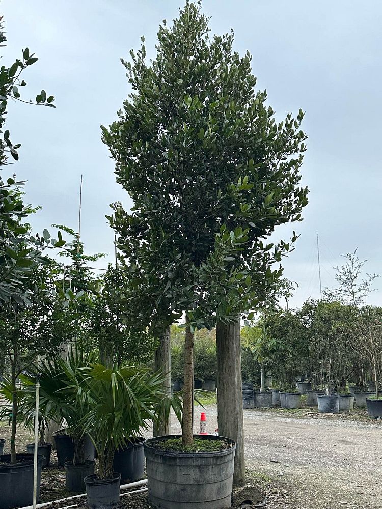 calophyllum-brasiliense-calophyllum-antillanum-brazilian-beautyleaf