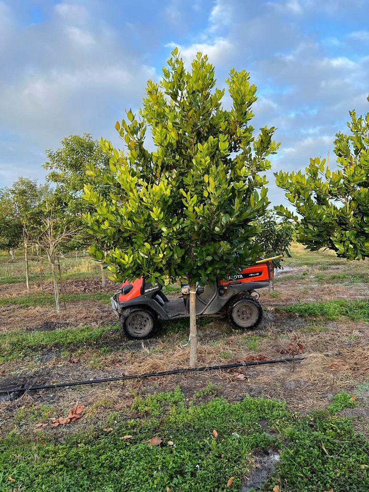 calophyllum-brasiliense-calophyllum-antillanum-brazilian-beautyleaf