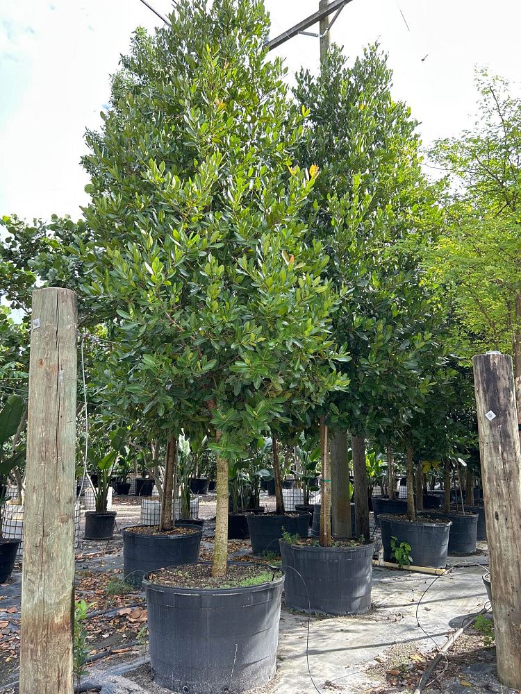 calophyllum-brasiliense-calophyllum-antillanum-brazilian-beautyleaf
