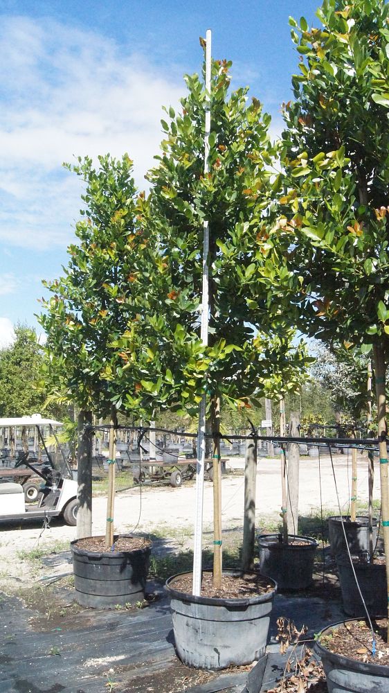 calophyllum-brasiliense-calophyllum-antillanum-brazilian-beautyleaf