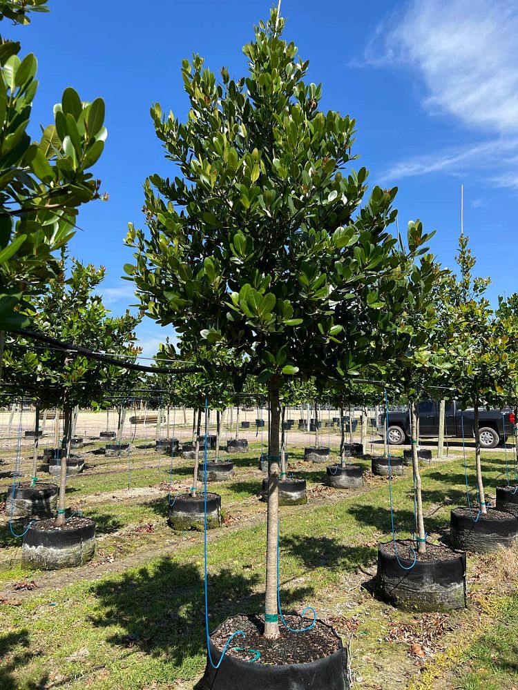 calophyllum-brasiliense-calophyllum-antillanum-brazilian-beautyleaf