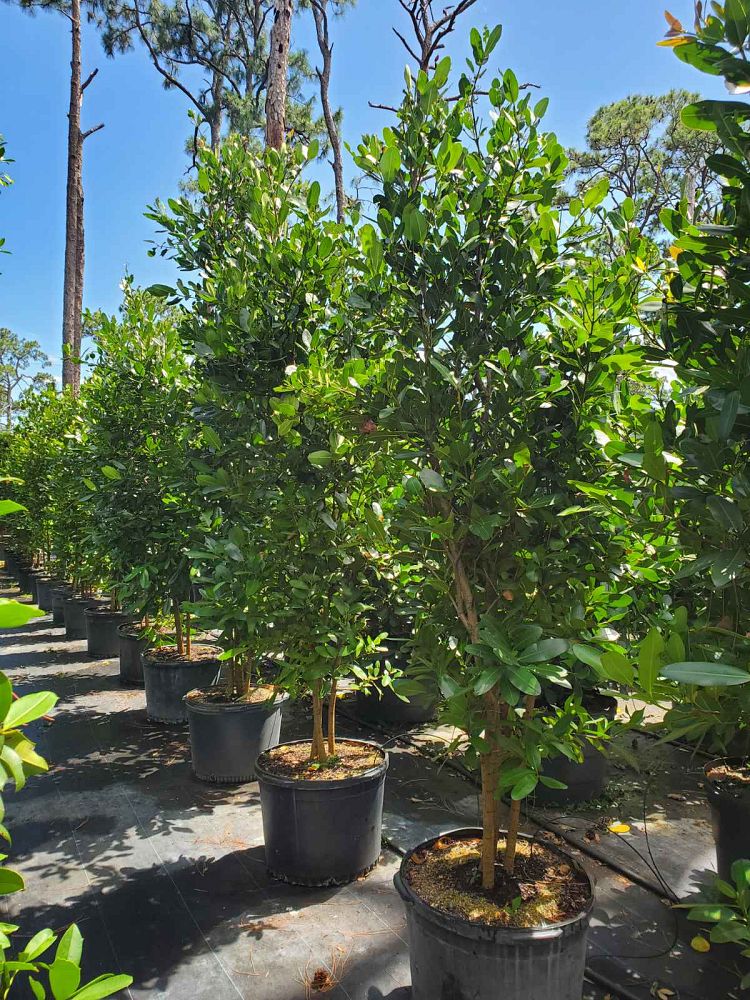 calophyllum-brasiliense-calophyllum-antillanum-brazilian-beautyleaf