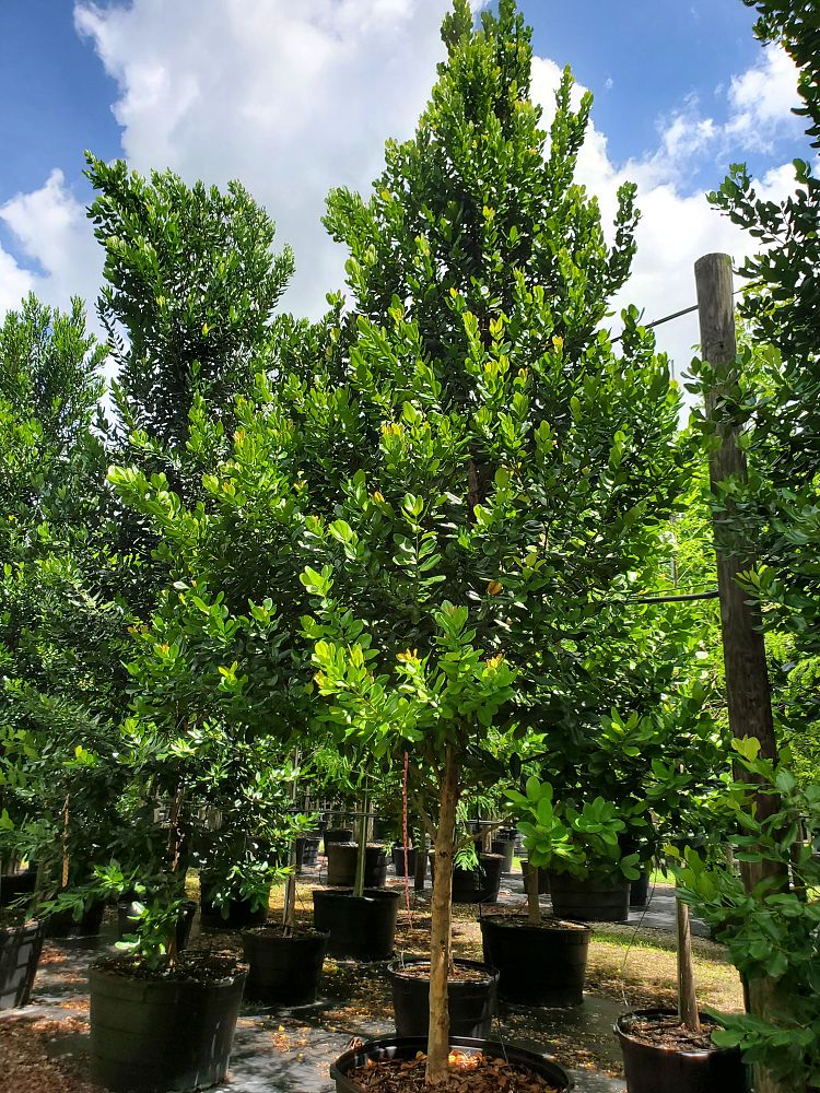 calophyllum-brasiliense-calophyllum-antillanum-brazilian-beautyleaf