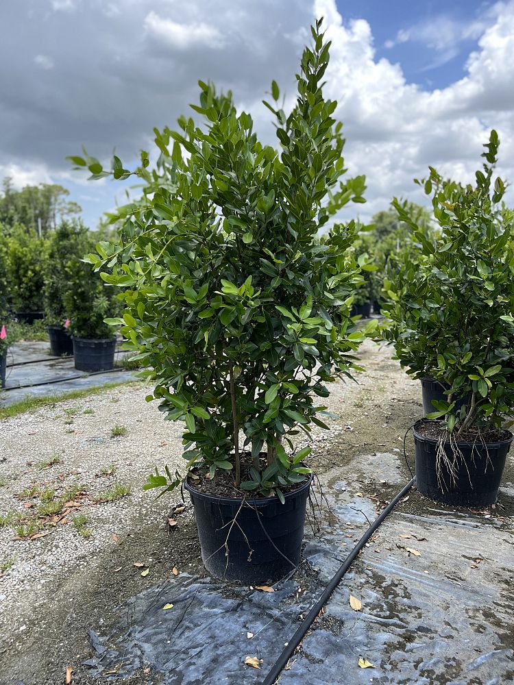 calophyllum-brasiliense-calophyllum-antillanum-brazilian-beautyleaf