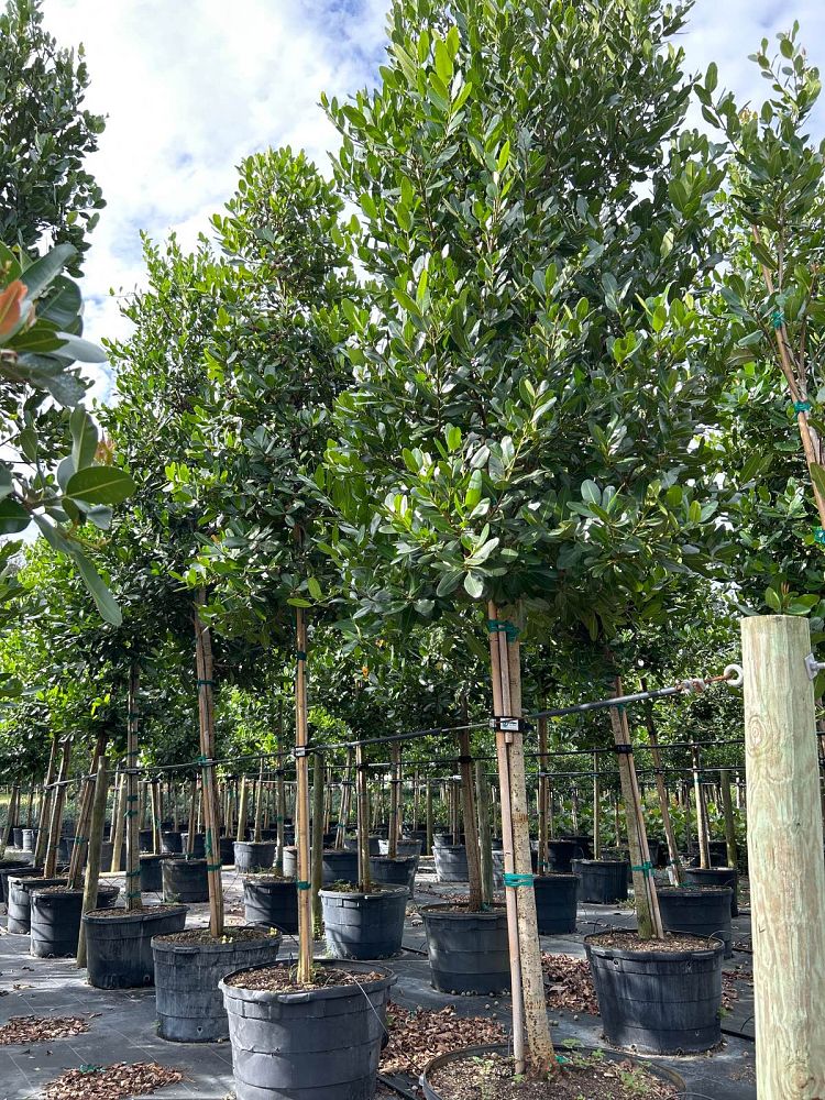 calophyllum-brasiliense-calophyllum-antillanum-brazilian-beautyleaf