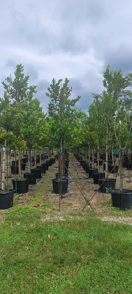 calophyllum-brasiliense-calophyllum-antillanum-brazilian-beautyleaf