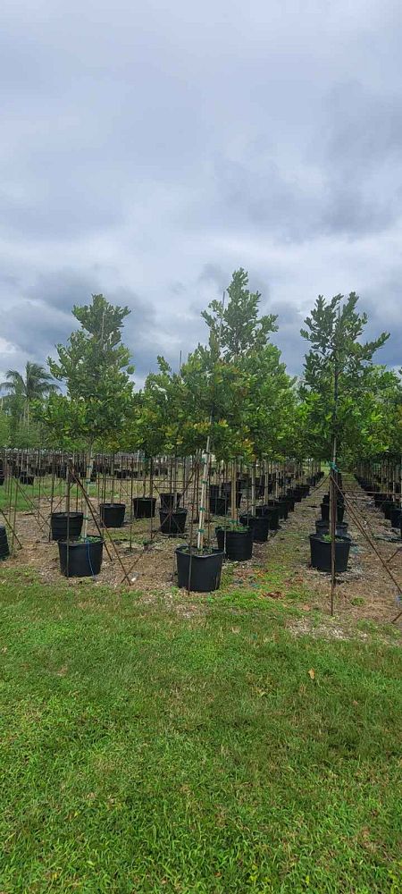 calophyllum-brasiliense-calophyllum-antillanum-brazilian-beautyleaf