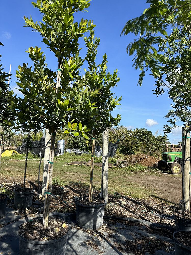 calophyllum-brasiliense-calophyllum-antillanum-brazilian-beautyleaf