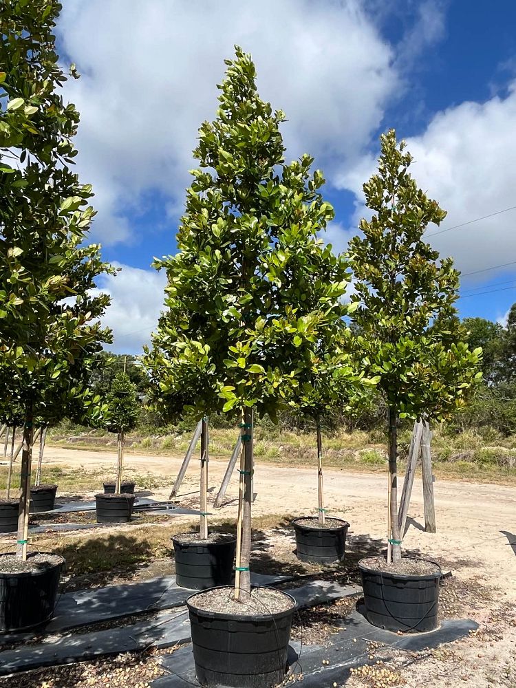 calophyllum-brasiliense-calophyllum-antillanum-brazilian-beautyleaf