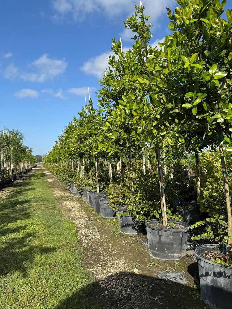 calophyllum-brasiliense-calophyllum-antillanum-brazilian-beautyleaf