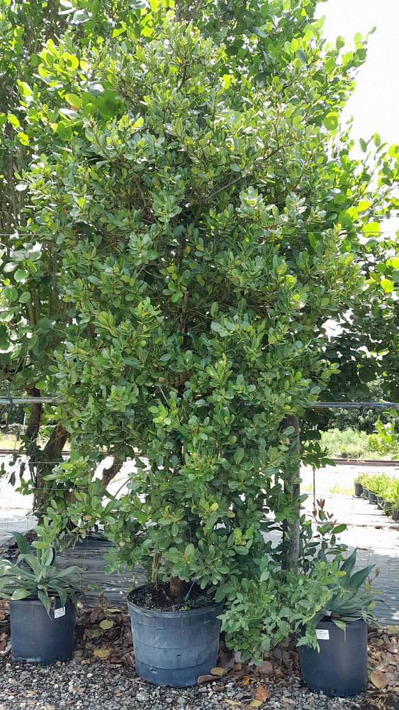 calophyllum-brasiliense-calophyllum-antillanum-brazilian-beautyleaf