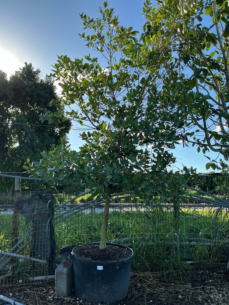 calophyllum-brasiliense-calophyllum-antillanum-brazilian-beautyleaf