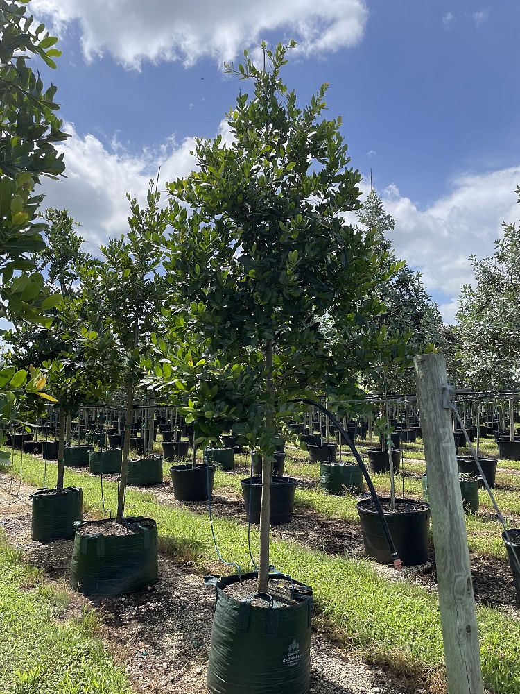 calophyllum-brasiliense-calophyllum-antillanum-brazilian-beautyleaf
