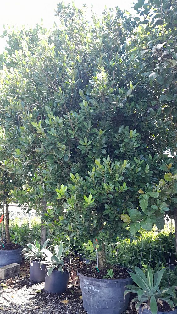 calophyllum-brasiliense-calophyllum-antillanum-brazilian-beautyleaf