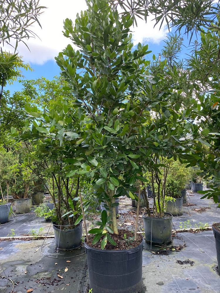 calophyllum-brasiliense-calophyllum-antillanum-brazilian-beautyleaf