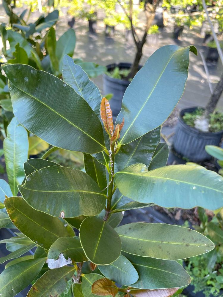 calophyllum-brasiliense-calophyllum-antillanum-brazilian-beautyleaf