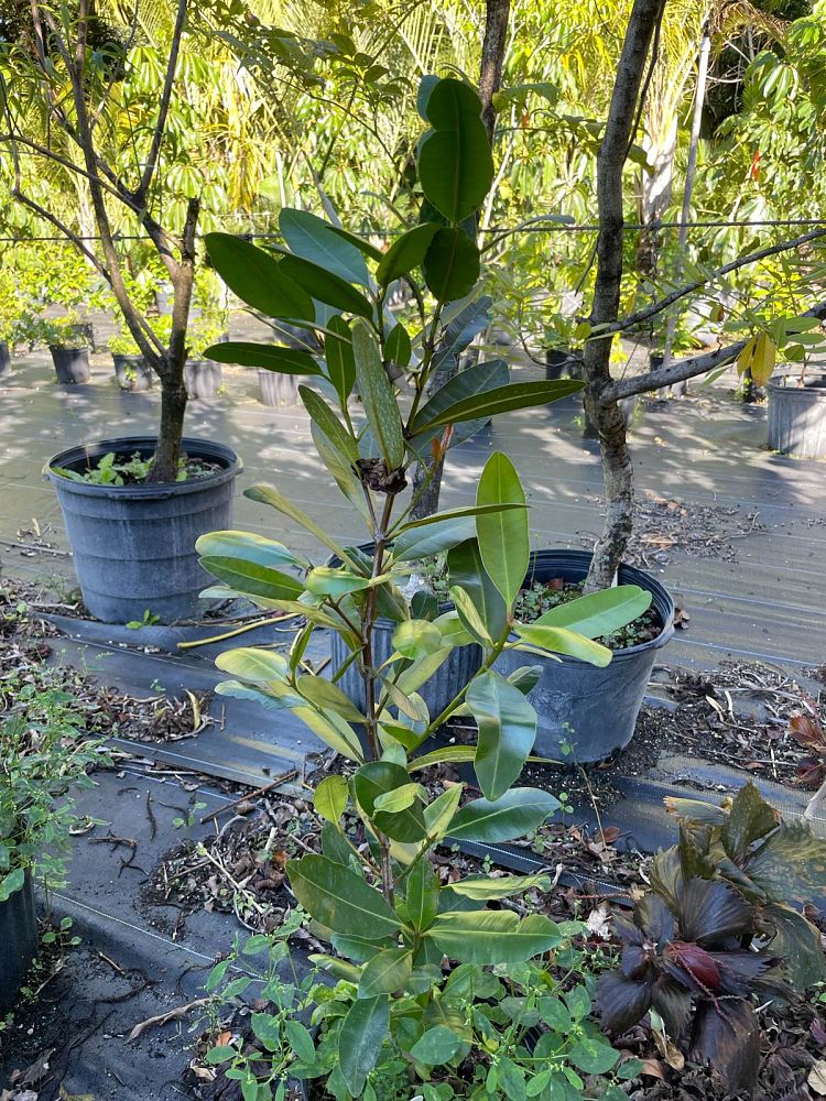 calophyllum-brasiliense-calophyllum-antillanum-brazilian-beautyleaf