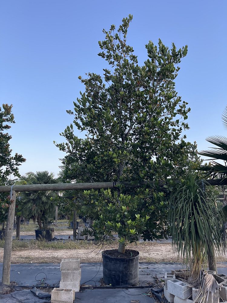 calophyllum-brasiliense-calophyllum-antillanum-brazilian-beautyleaf