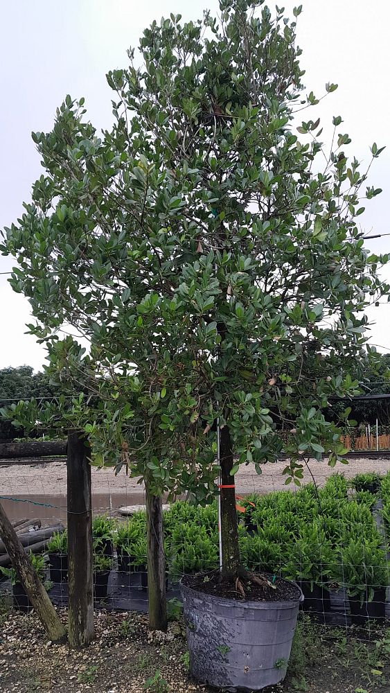 calophyllum-brasiliense-calophyllum-antillanum-brazilian-beautyleaf