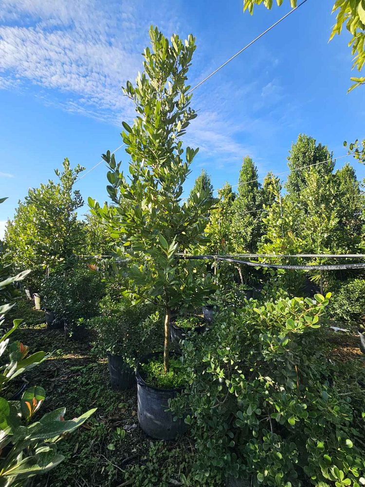 calophyllum-brasiliense-calophyllum-antillanum-brazilian-beautyleaf