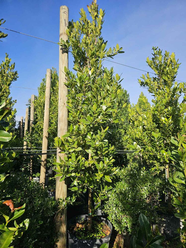 calophyllum-brasiliense-calophyllum-antillanum-brazilian-beautyleaf