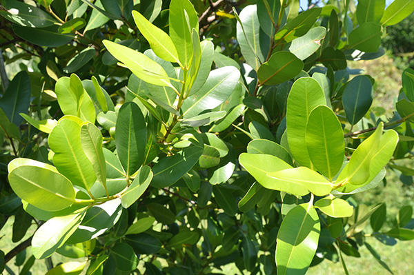 calophyllum-brasiliense-calophyllum-antillanum-brazilian-beautyleaf