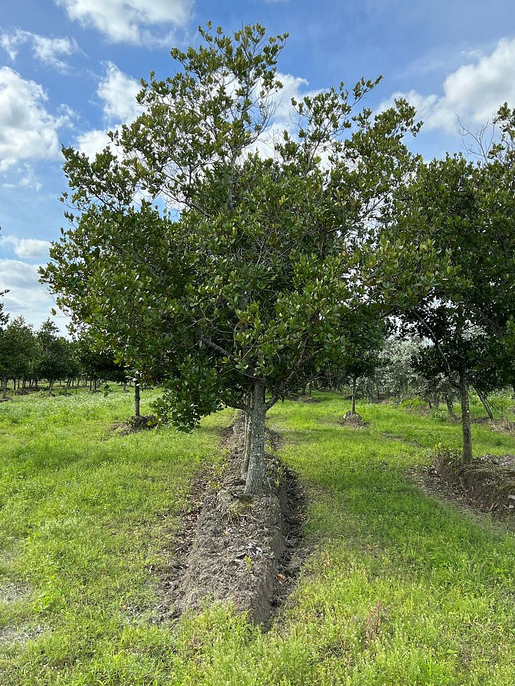 calophyllum-brasiliense-calophyllum-antillanum-brazilian-beautyleaf