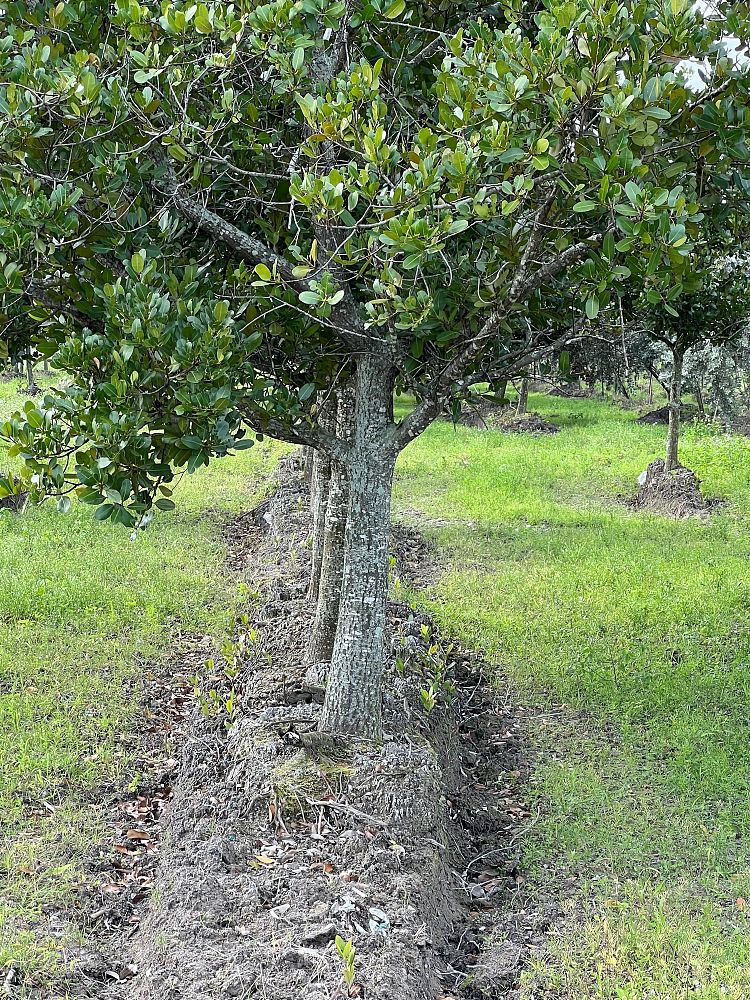 calophyllum-brasiliense-calophyllum-antillanum-brazilian-beautyleaf