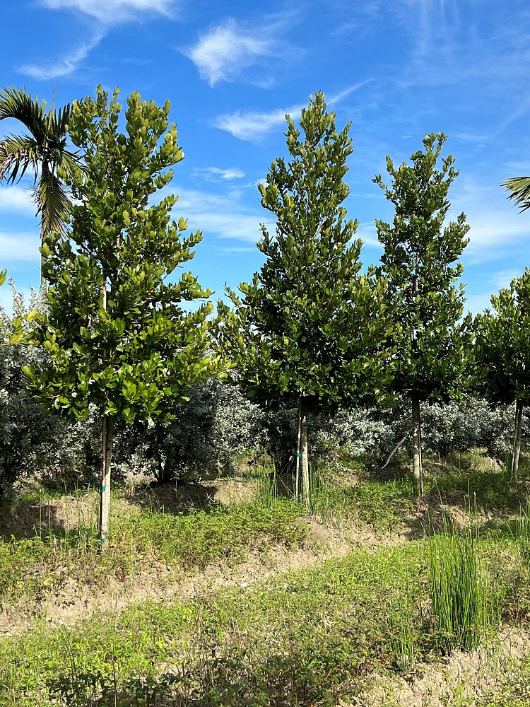calophyllum-brasiliense-calophyllum-antillanum-brazilian-beautyleaf