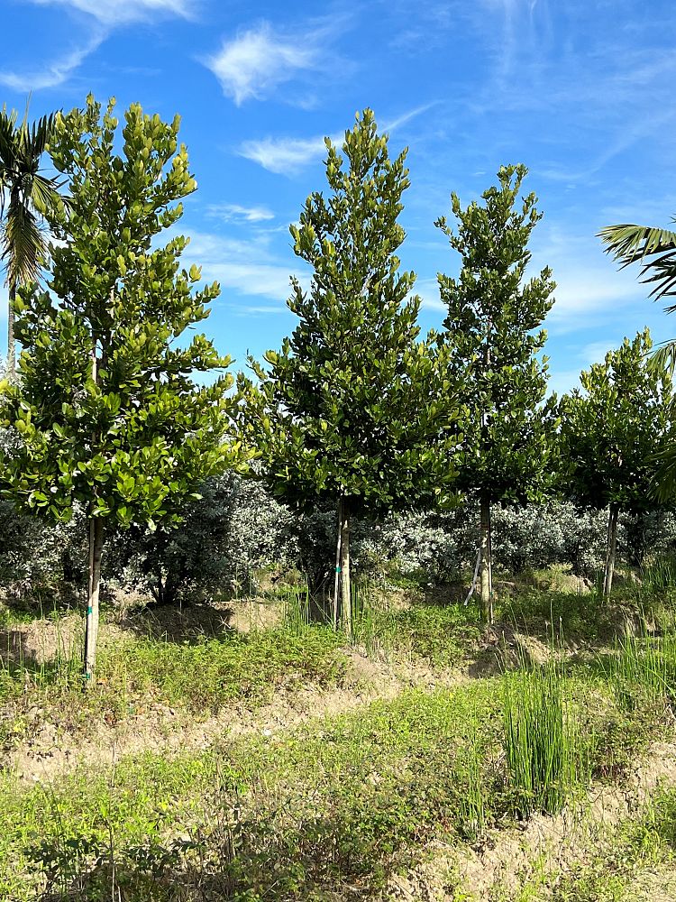 calophyllum-brasiliense-calophyllum-antillanum-brazilian-beautyleaf
