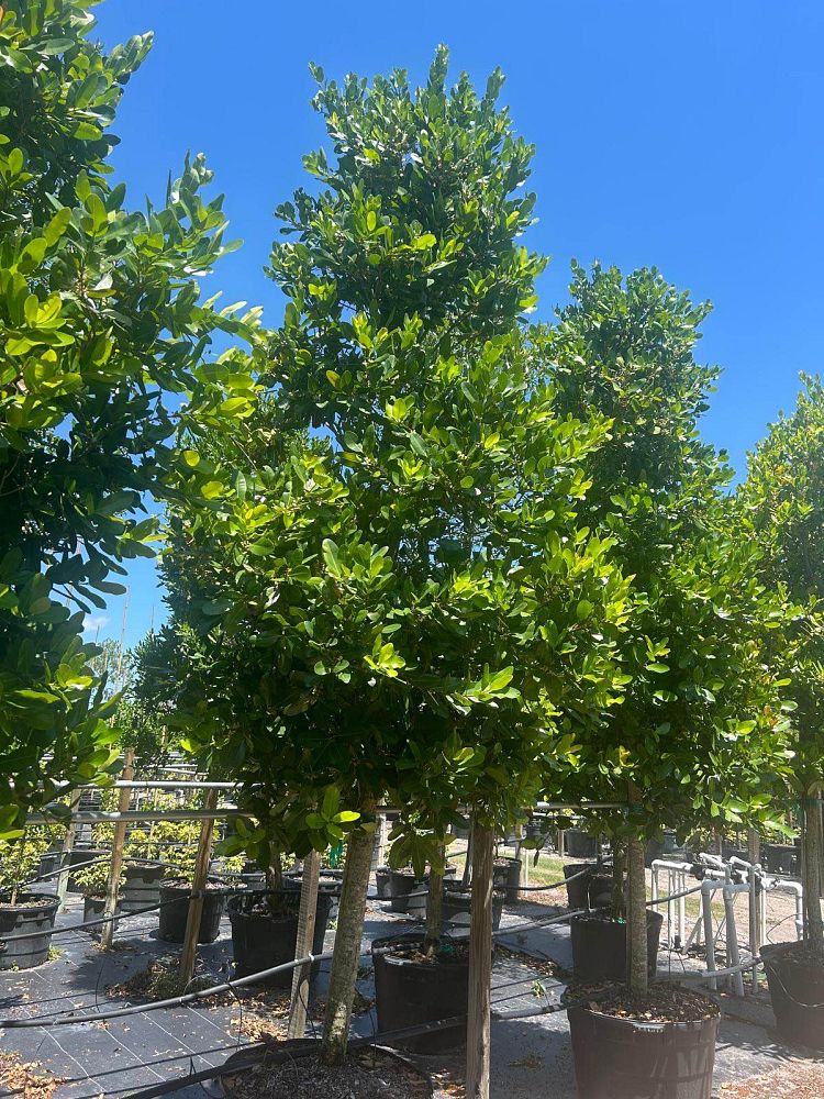 calophyllum-brasiliense-calophyllum-antillanum-brazilian-beautyleaf