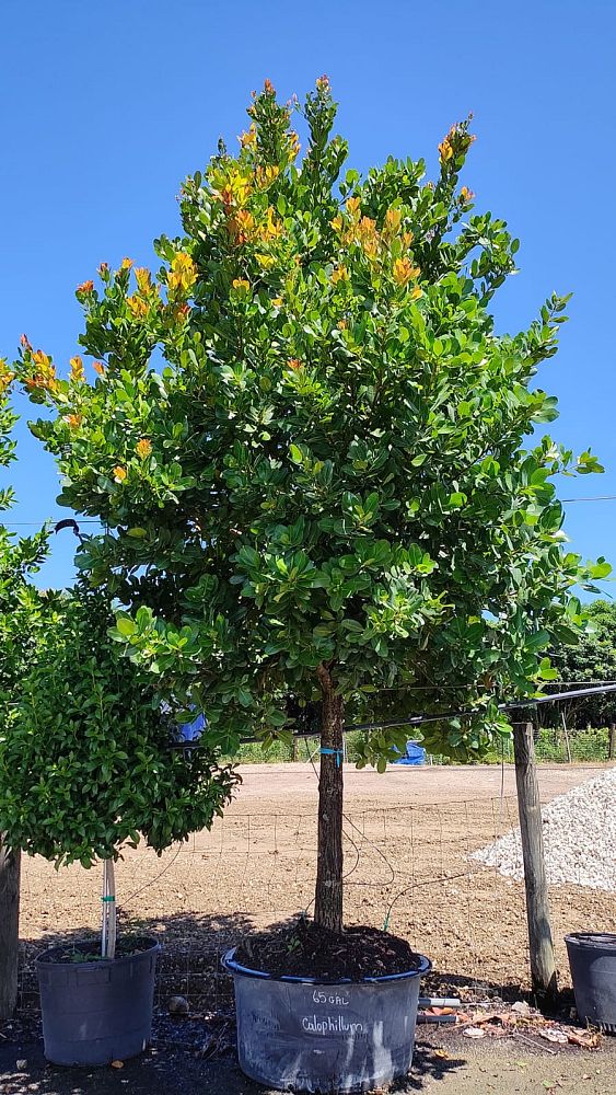 calophyllum-brasiliense-calophyllum-antillanum-brazilian-beautyleaf