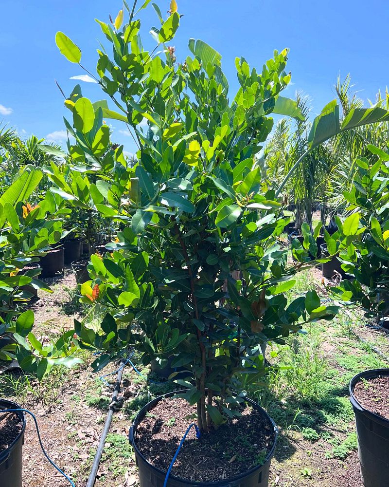 calophyllum-brasiliense-calophyllum-antillanum-brazilian-beautyleaf