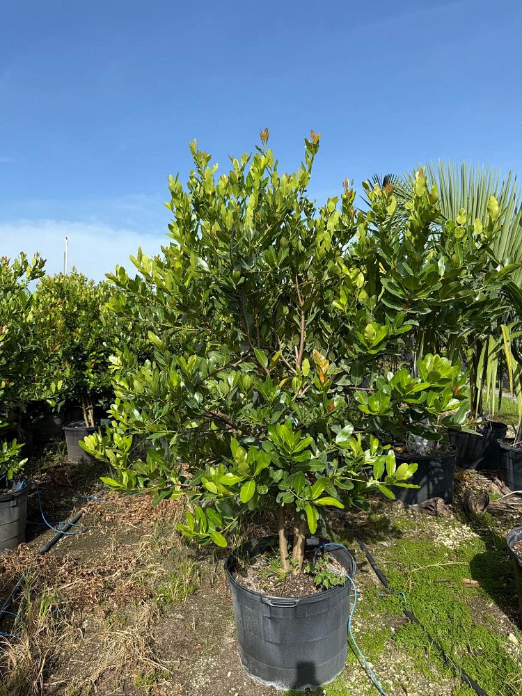 calophyllum-brasiliense-calophyllum-antillanum-brazilian-beautyleaf