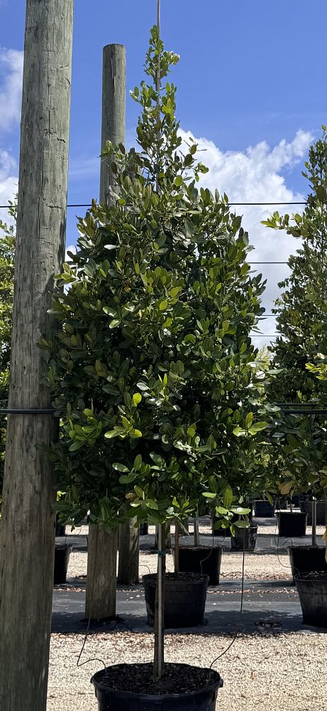 calophyllum-brasiliense-calophyllum-antillanum-brazilian-beautyleaf