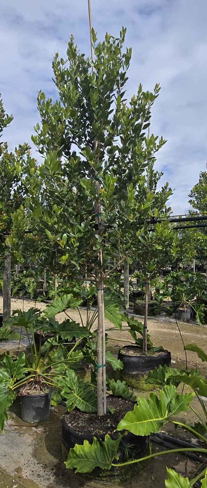 calophyllum-brasiliense-calophyllum-antillanum-brazilian-beautyleaf