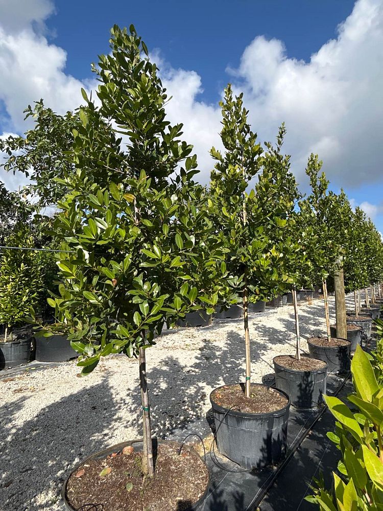 calophyllum-brasiliense-calophyllum-antillanum-brazilian-beautyleaf