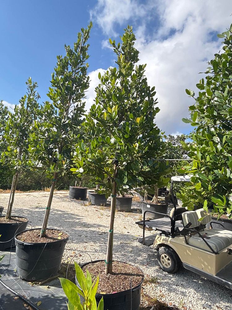 calophyllum-brasiliense-calophyllum-antillanum-brazilian-beautyleaf