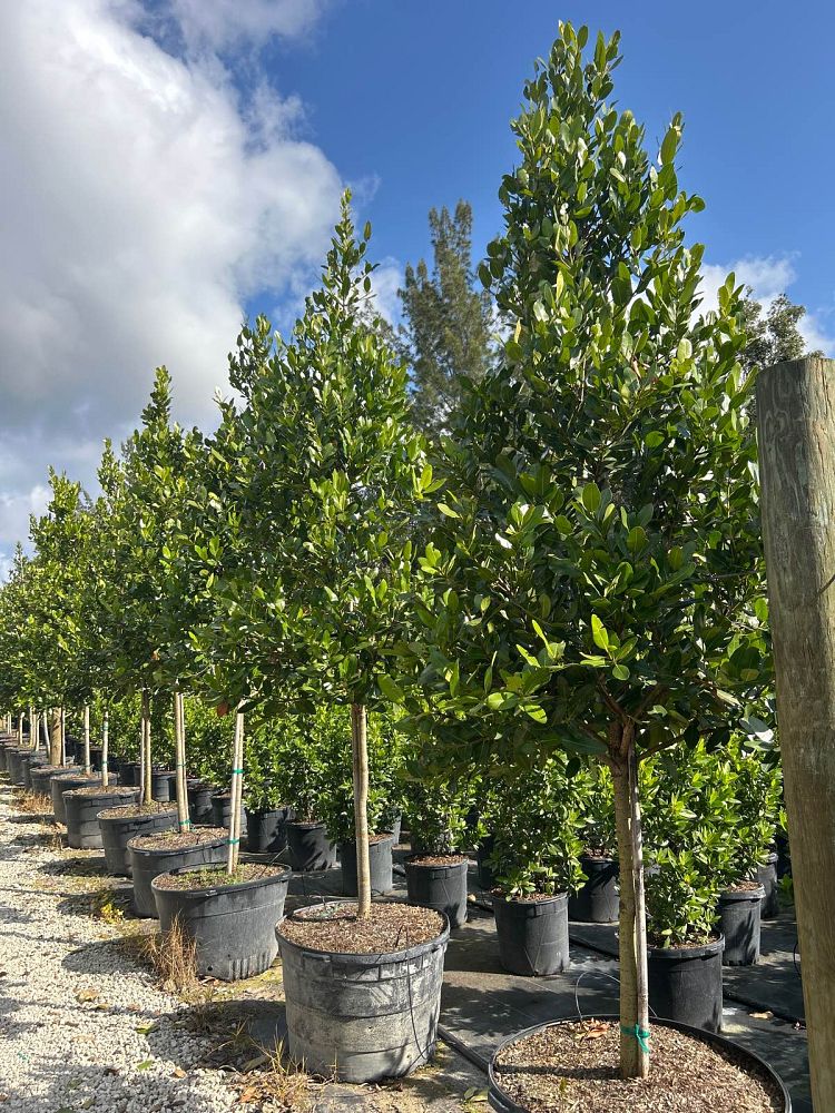 calophyllum-brasiliense-calophyllum-antillanum-brazilian-beautyleaf