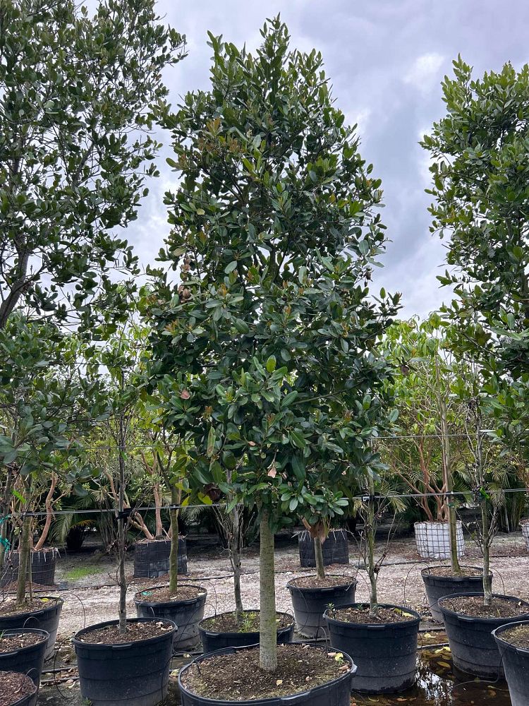 calophyllum-brasiliense-calophyllum-antillanum-brazilian-beautyleaf