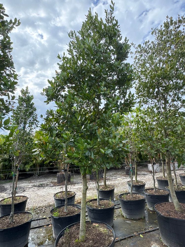 calophyllum-brasiliense-calophyllum-antillanum-brazilian-beautyleaf