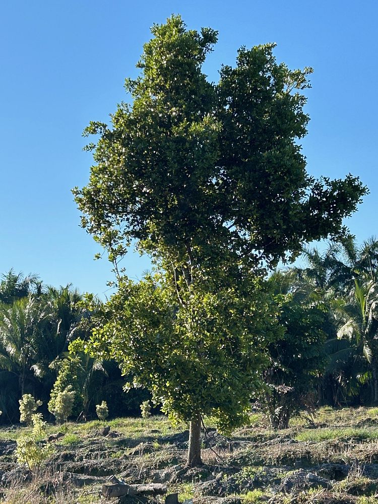 calophyllum-brasiliense-calophyllum-antillanum-brazilian-beautyleaf