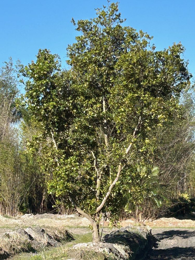 calophyllum-brasiliense-calophyllum-antillanum-brazilian-beautyleaf