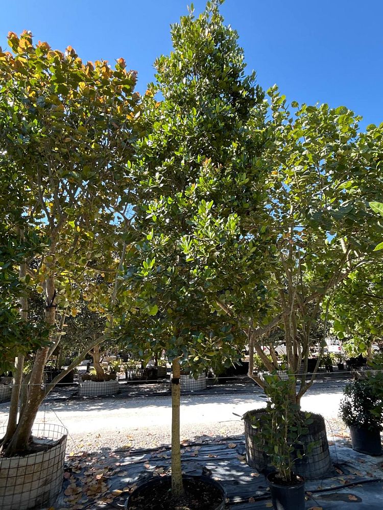 calophyllum-brasiliense-calophyllum-antillanum-brazilian-beautyleaf